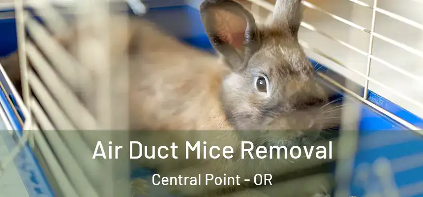  Air Duct Mice Removal Central Point - OR